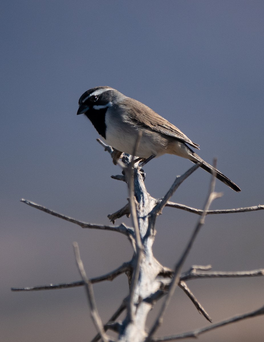 Black-throated Sparrow - ML646708688