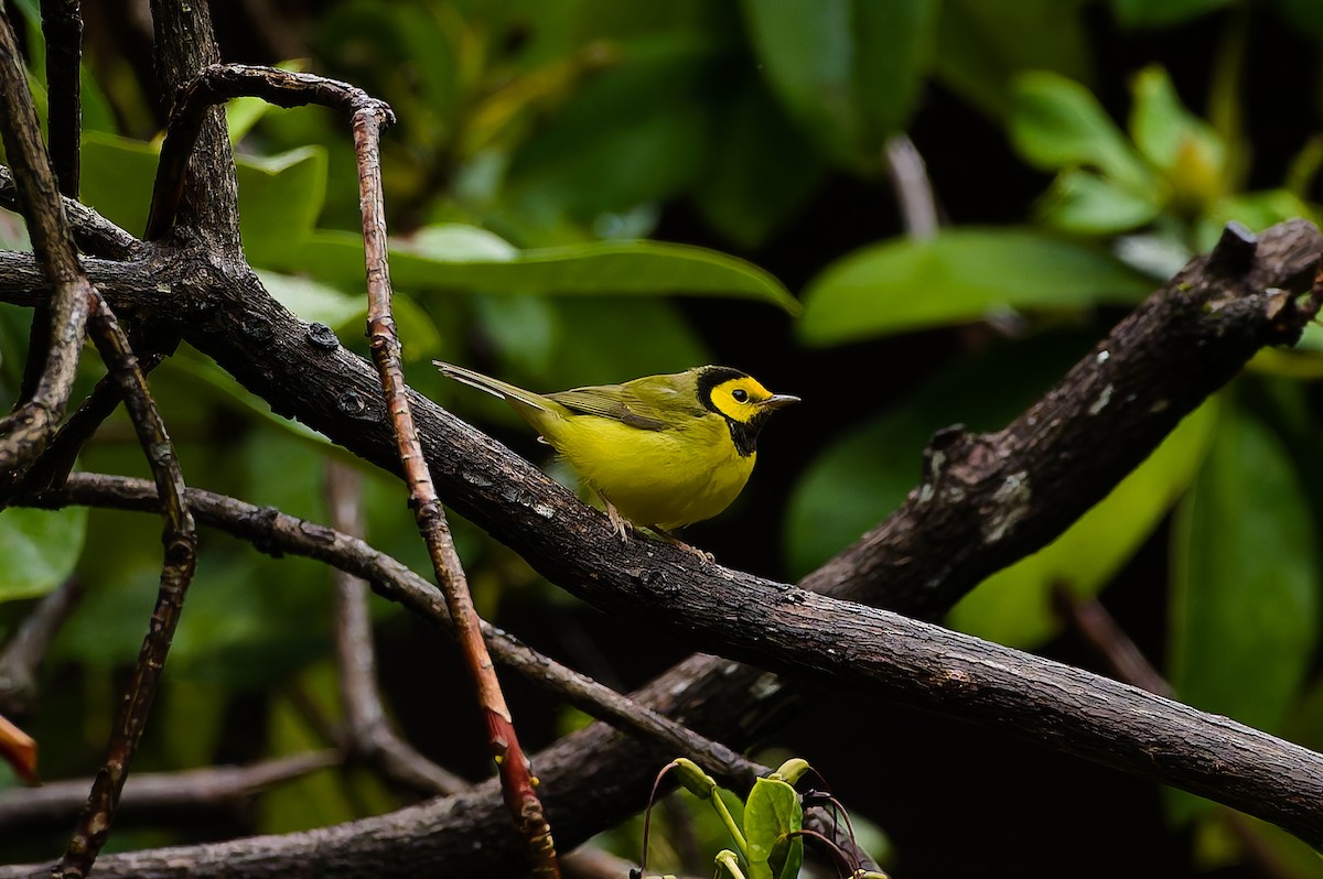 hetteparula - ML646708690