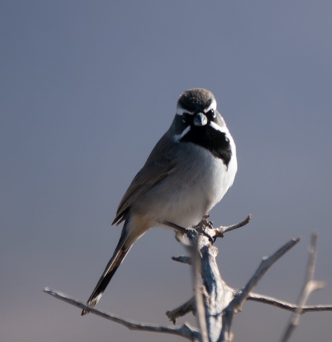 Black-throated Sparrow - ML646708691