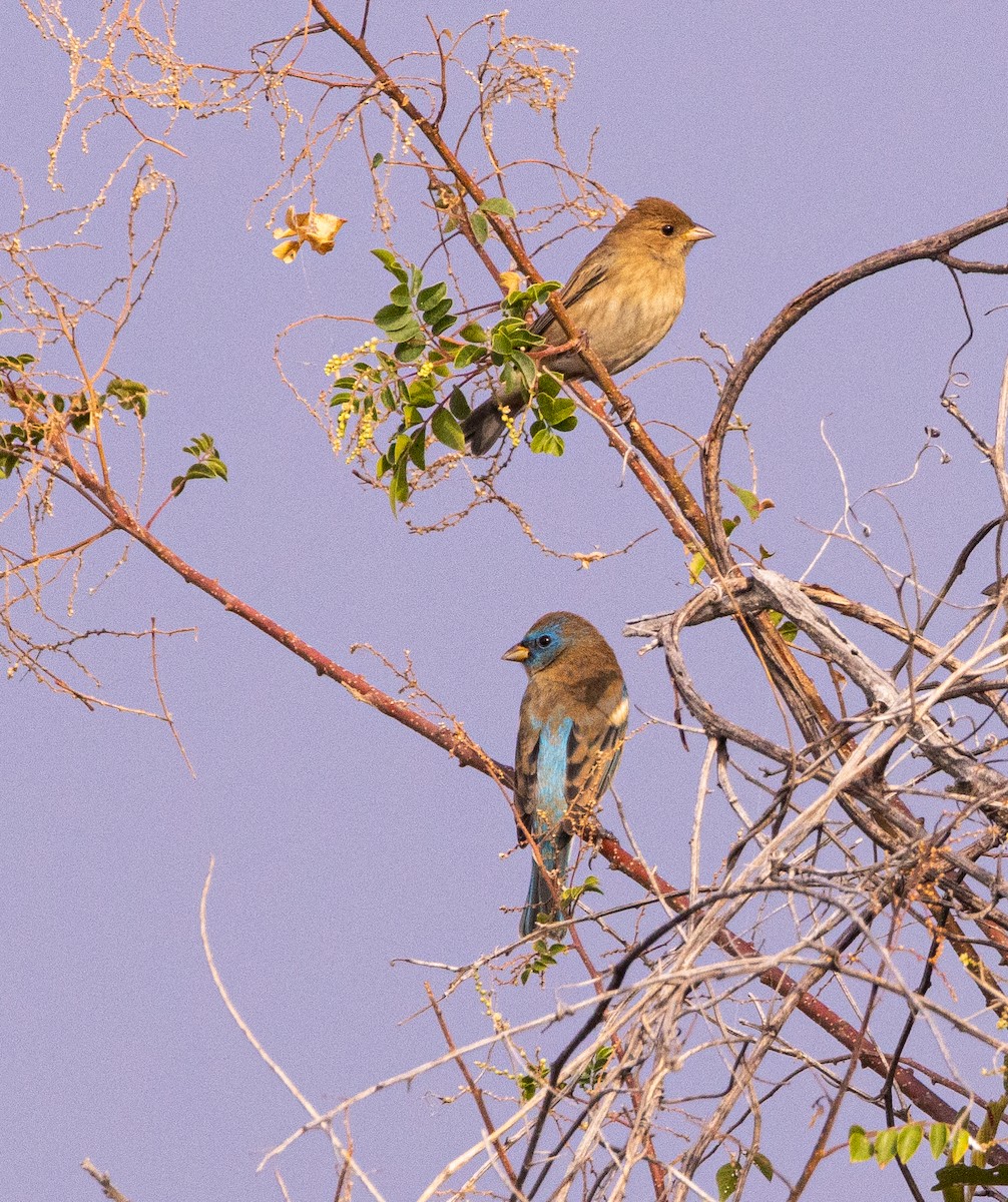 Lazuli Bunting - ML646708692
