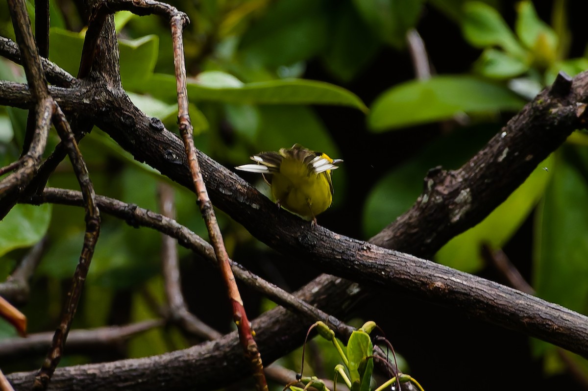 hetteparula - ML646708693