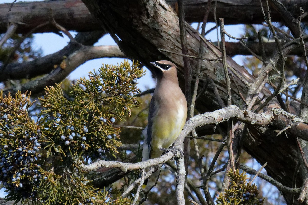 Cedar Waxwing - ML646708696