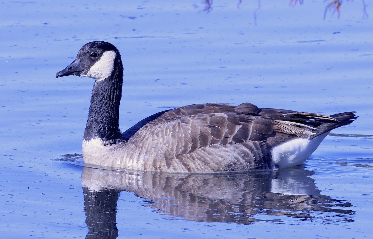 Canada Goose - ML646708697
