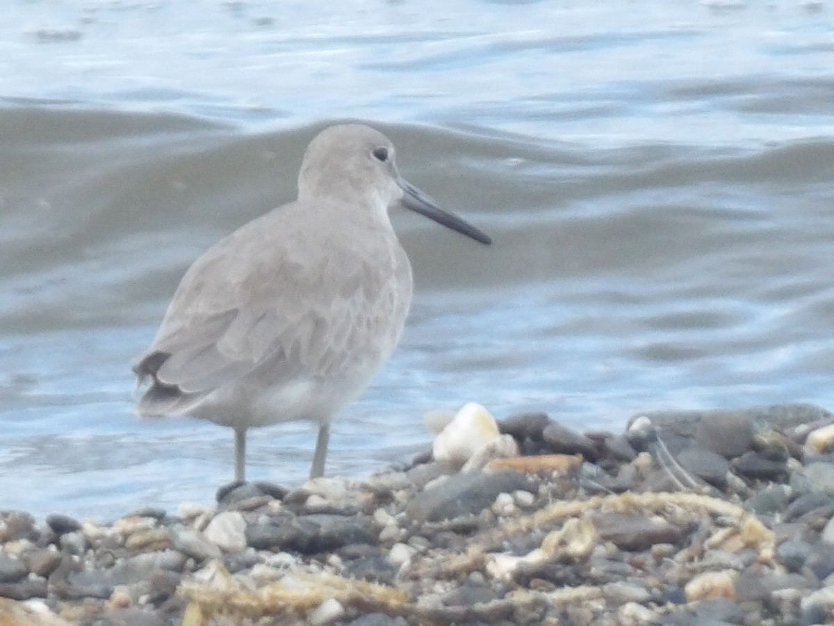 Willet - ML646708698