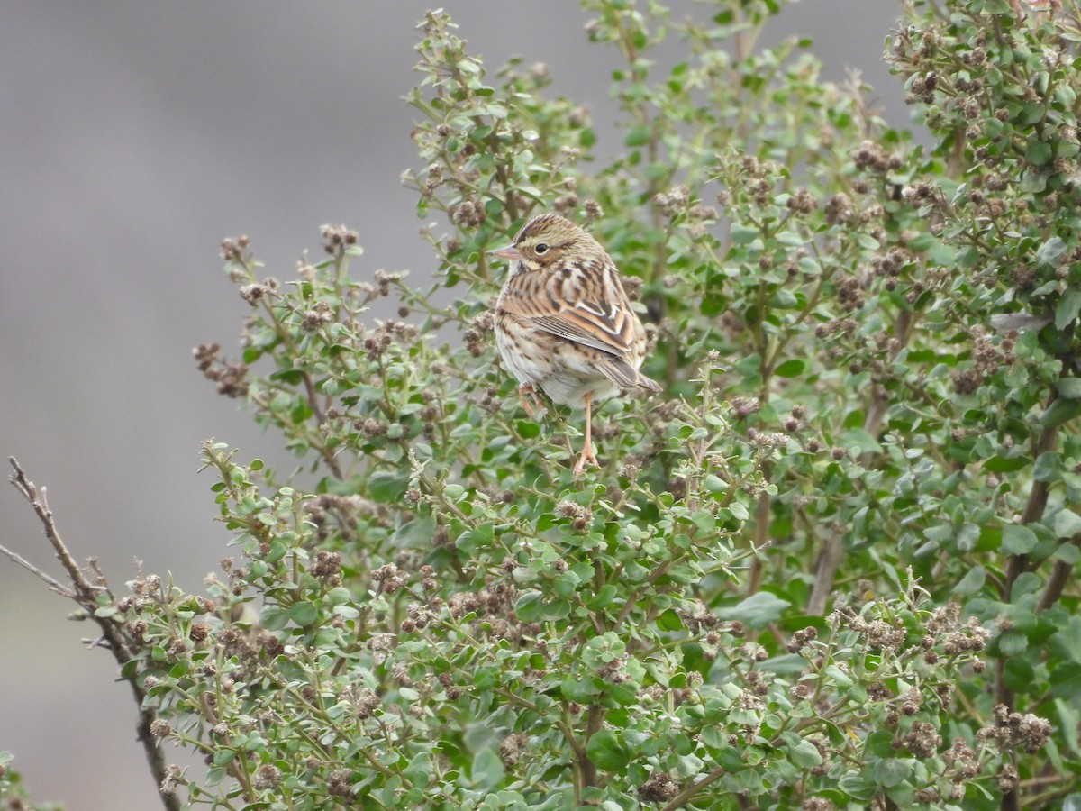 Savannah Sparrow - ML646708699