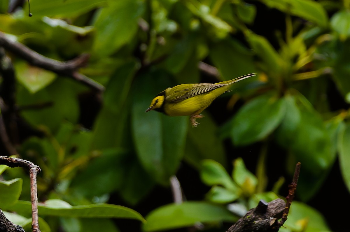 hetteparula - ML646708701