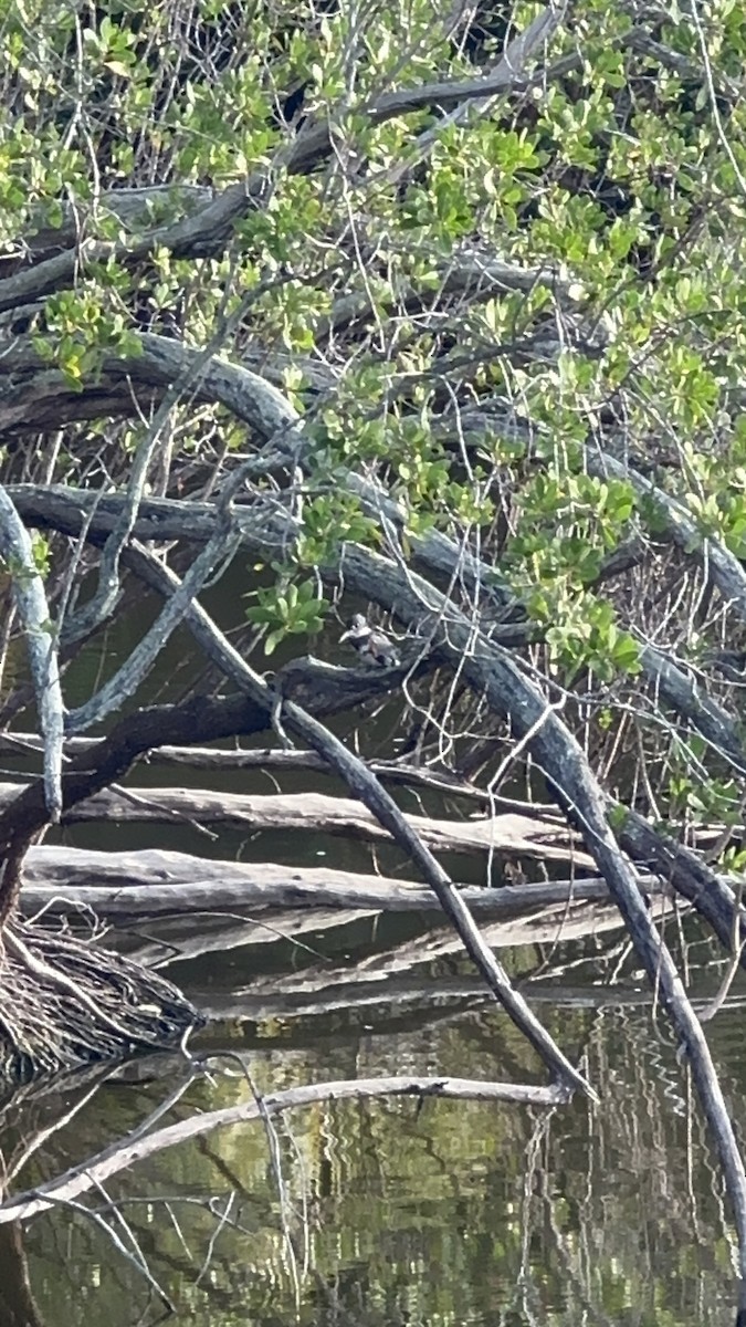 Рибалочка-чубань північний - ML646708703