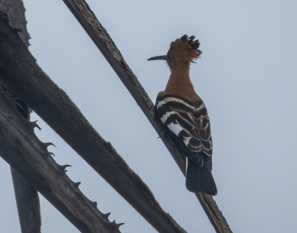 Common Hoopoe (African) - ML646708704