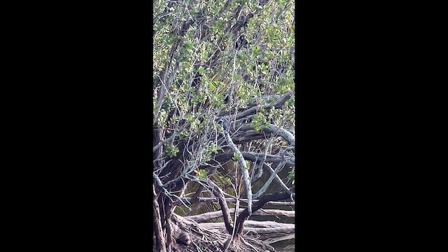 Рибалочка-чубань північний - ML646708705