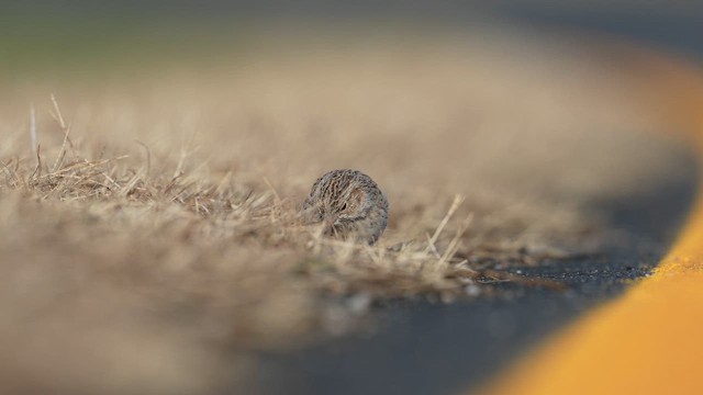 Колорадская овсянка - ML646708706