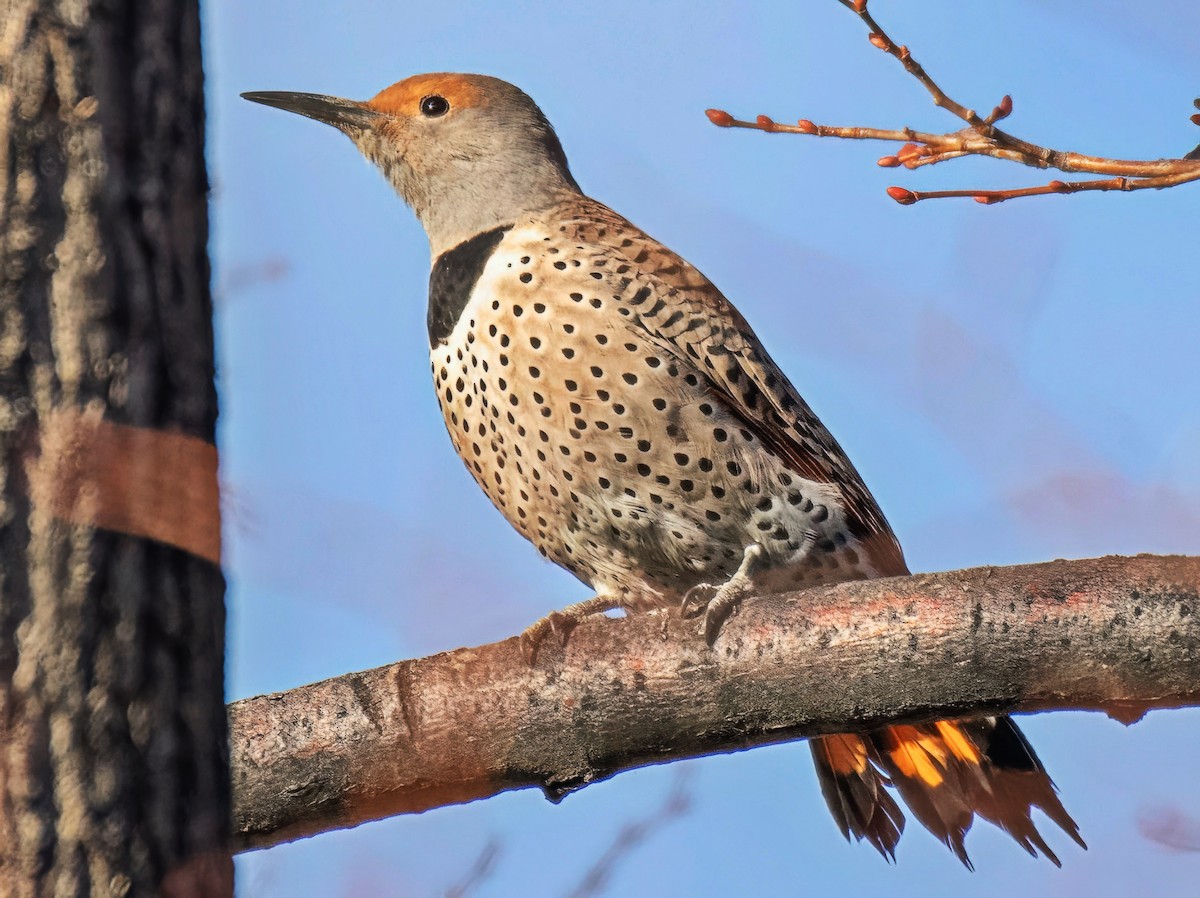 Northern Flicker - ML646708707