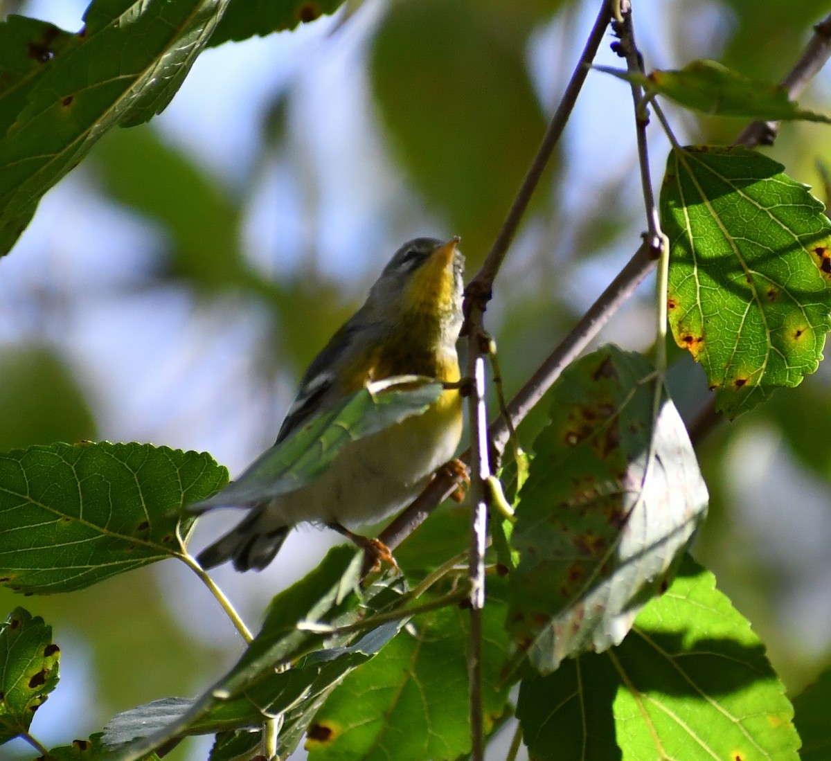 Northern Parula - ML646708708
