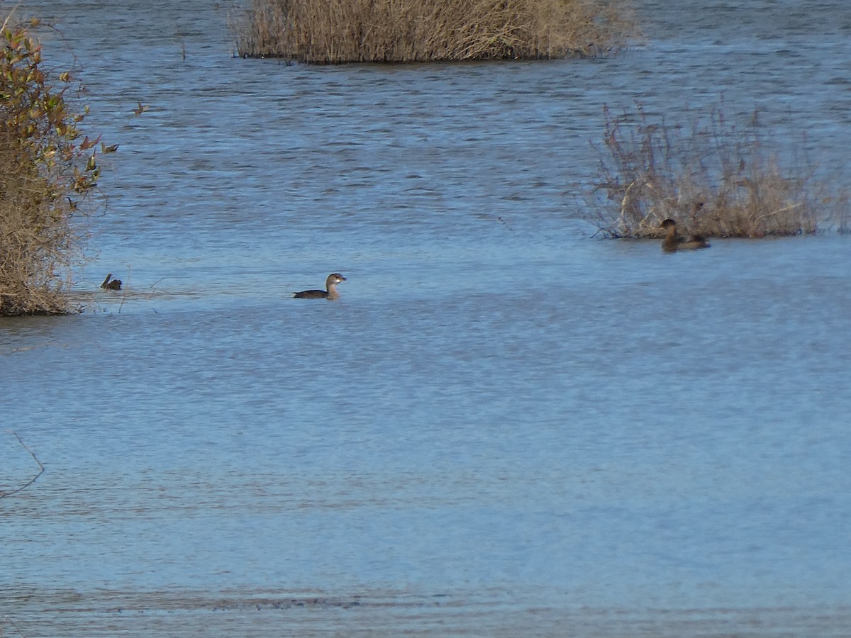 Pied-billed Grebe - ML646708709