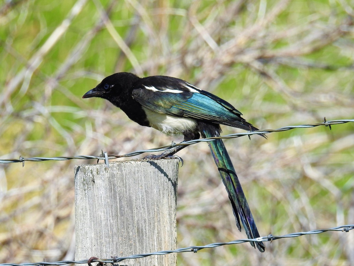 Black-billed Magpie - ML64670871