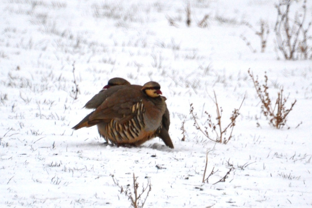 Chukar - ML646708713