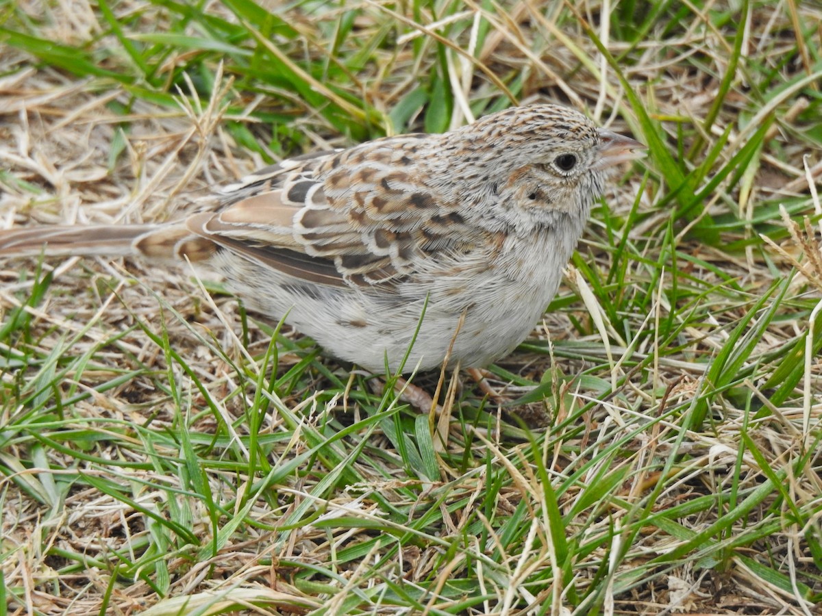 Cassinammer - ML646708717