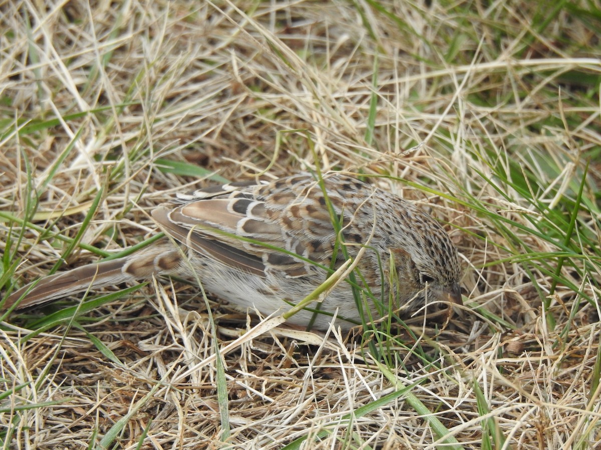 Cassinammer - ML646708718