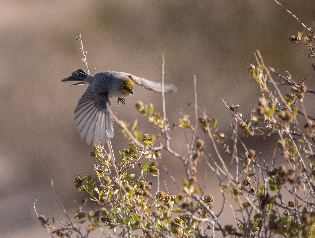 Verdin - ML646708723