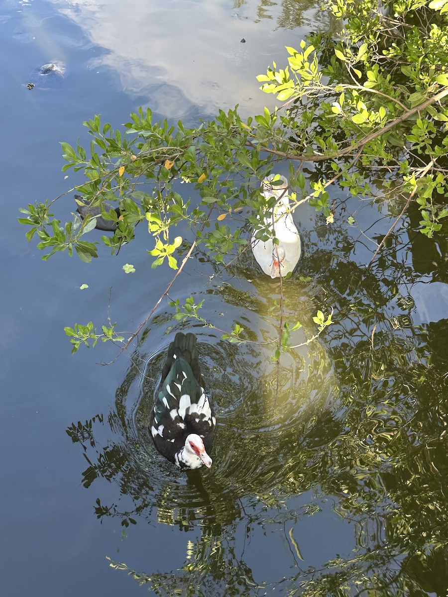 Качка мускусна - ML646708725