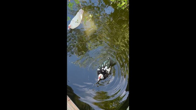 Качка мускусна - ML646708726