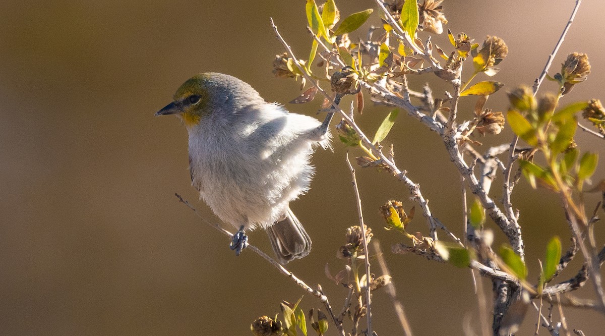 Verdin - ML646708727