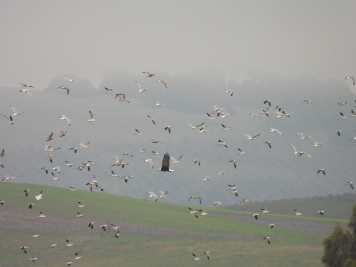 Bald Eagle - ML646708728