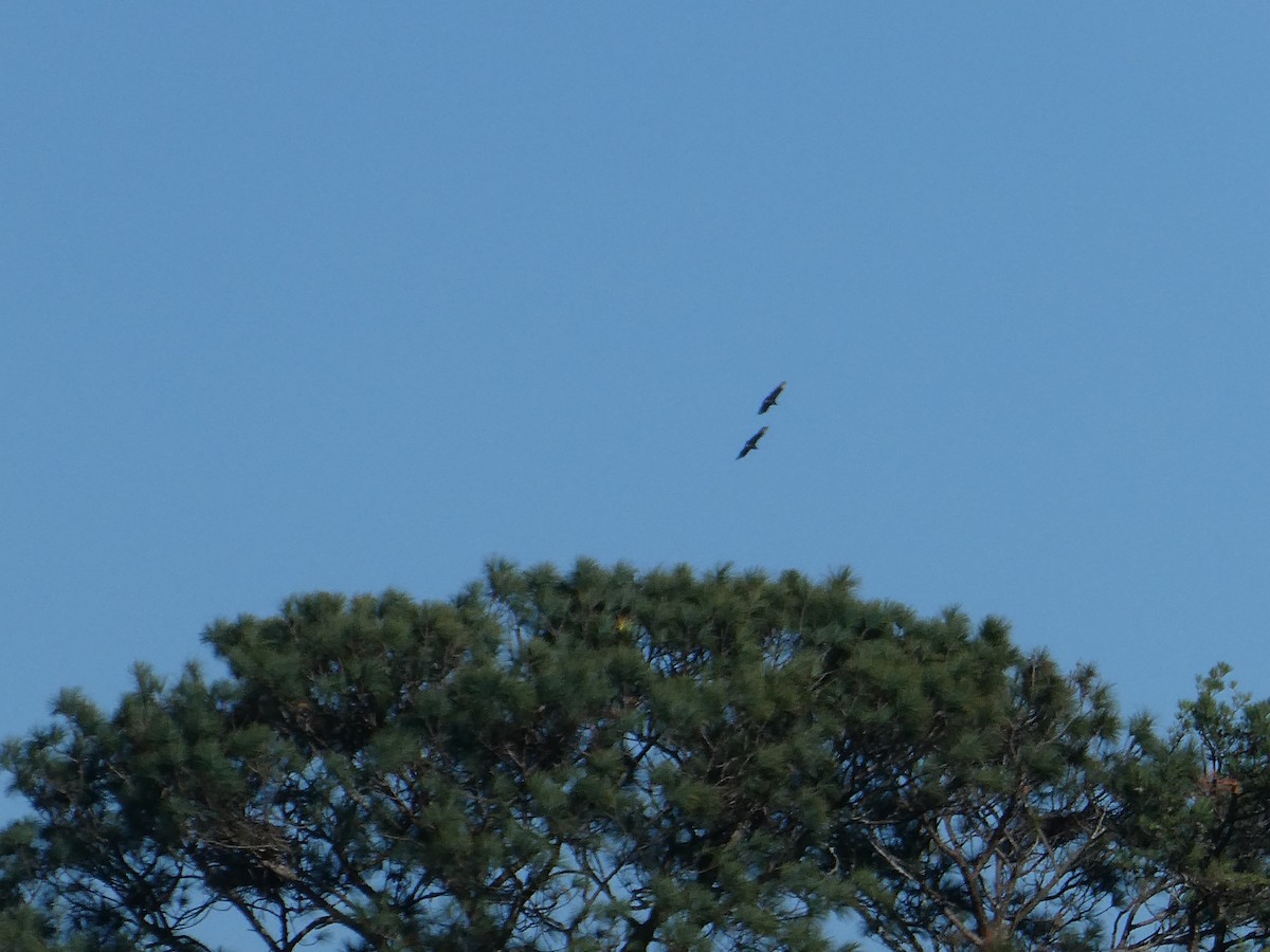 Black Vulture - ML646708730