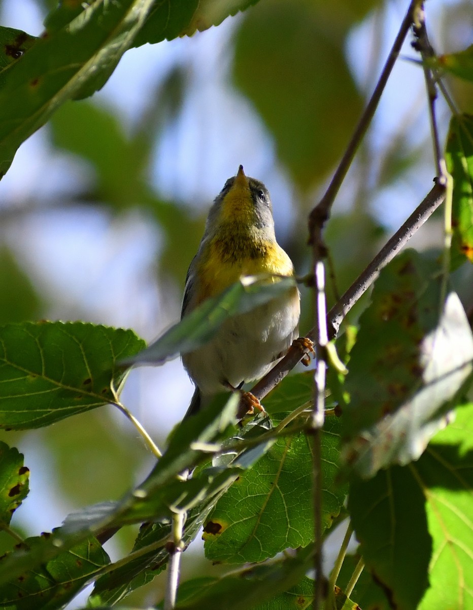 Northern Parula - ML646708732