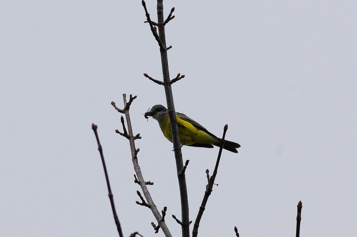 tropekongetyrann - ML646708733