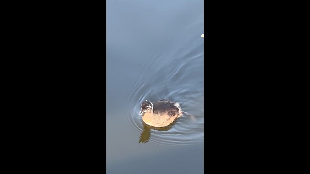 Пірникоза домініканська - ML646708734