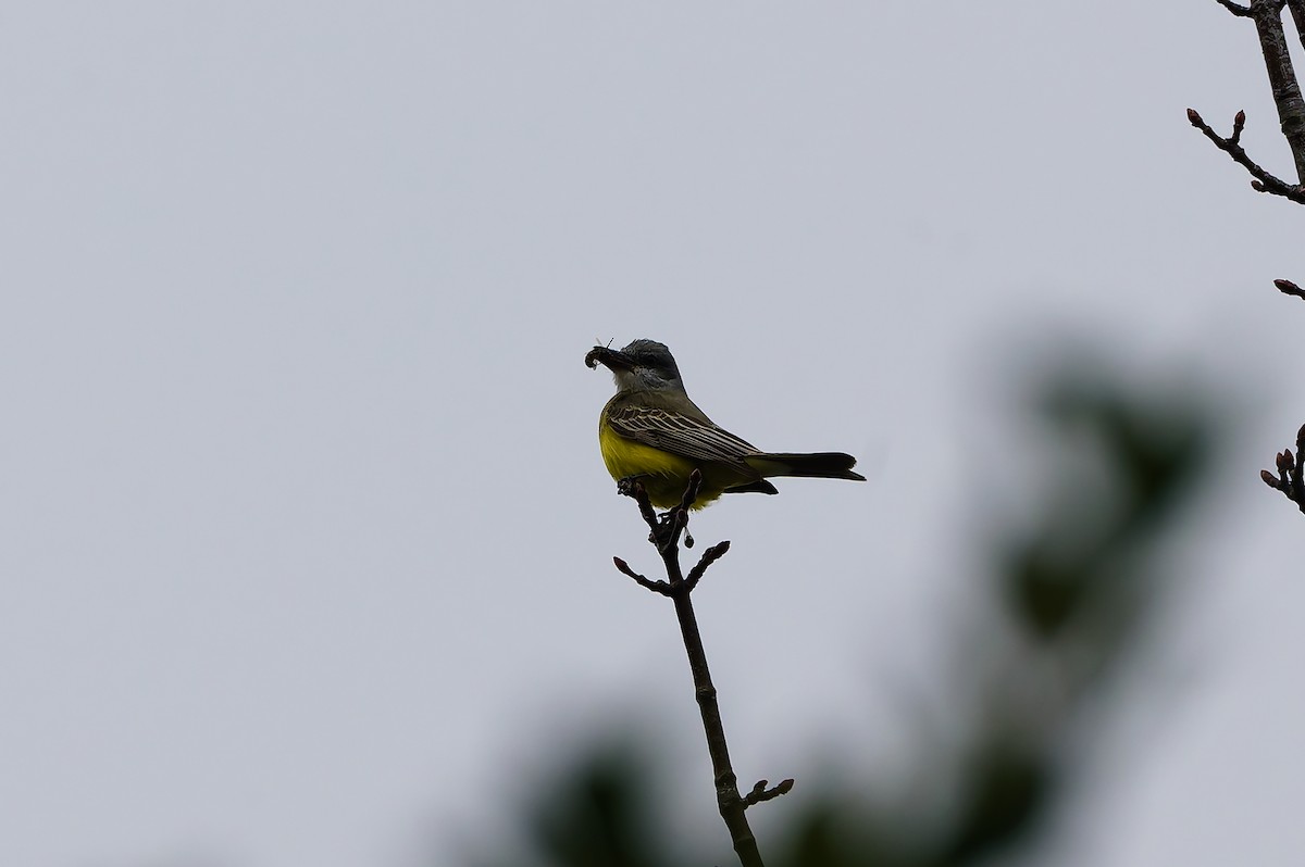 tropekongetyrann - ML646708735