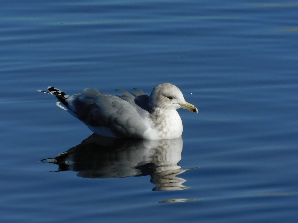 Goéland de Californie - ML646708736