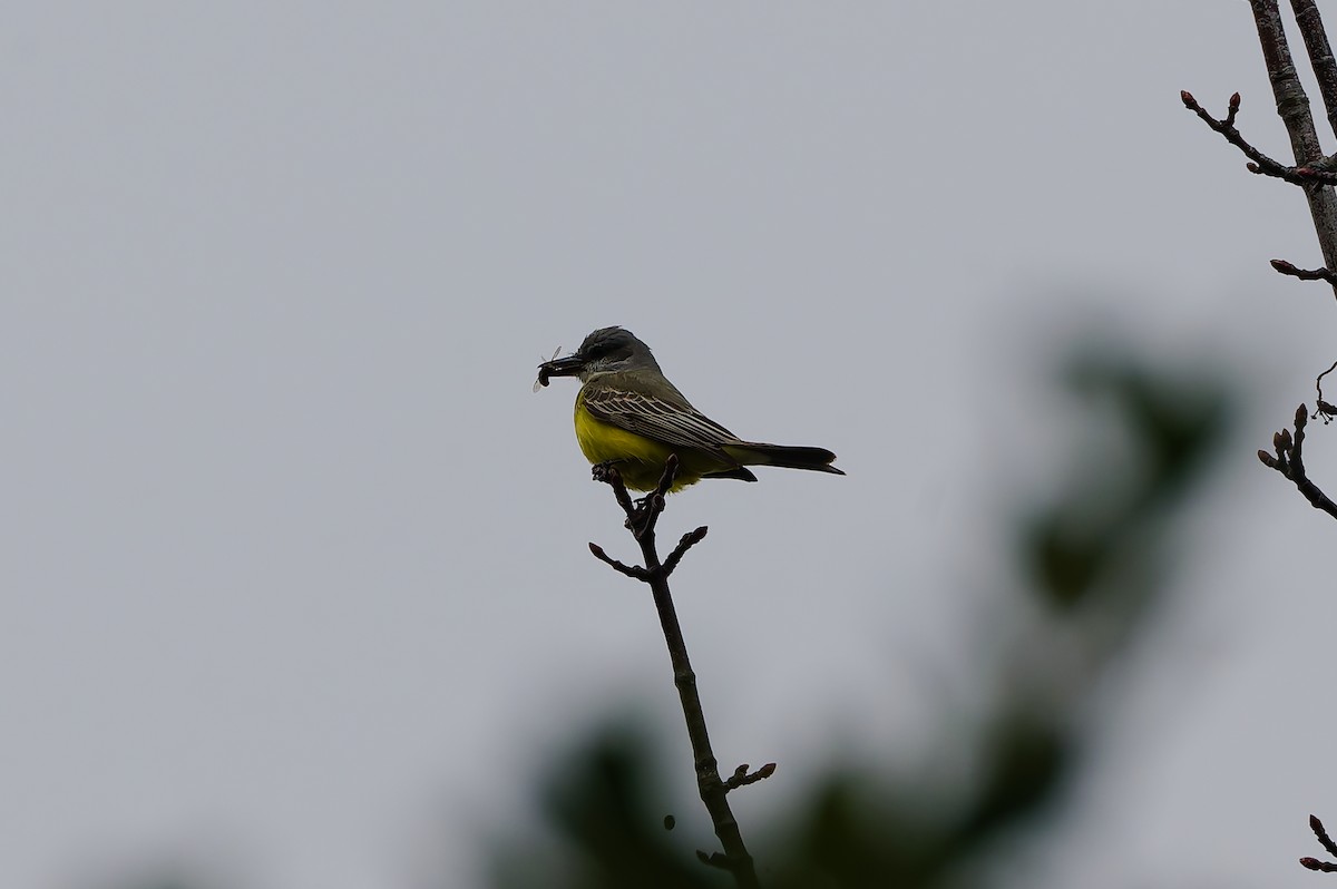 tropekongetyrann - ML646708739