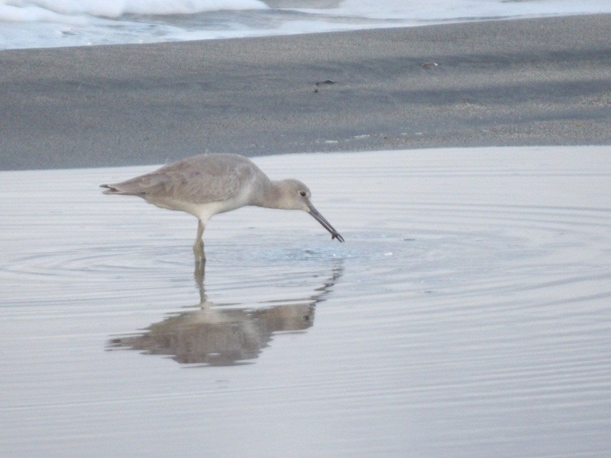 Willet - ML646708740