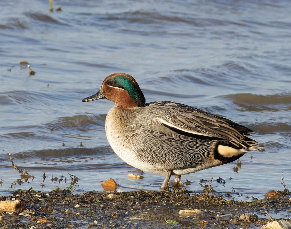 小水鴨 - ML646708741