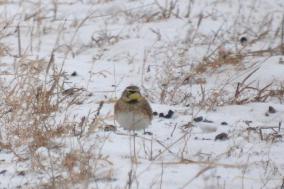 Horned Lark - ML646708742