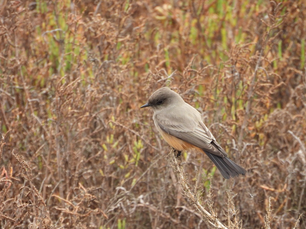 Say's Phoebe - ML646708746