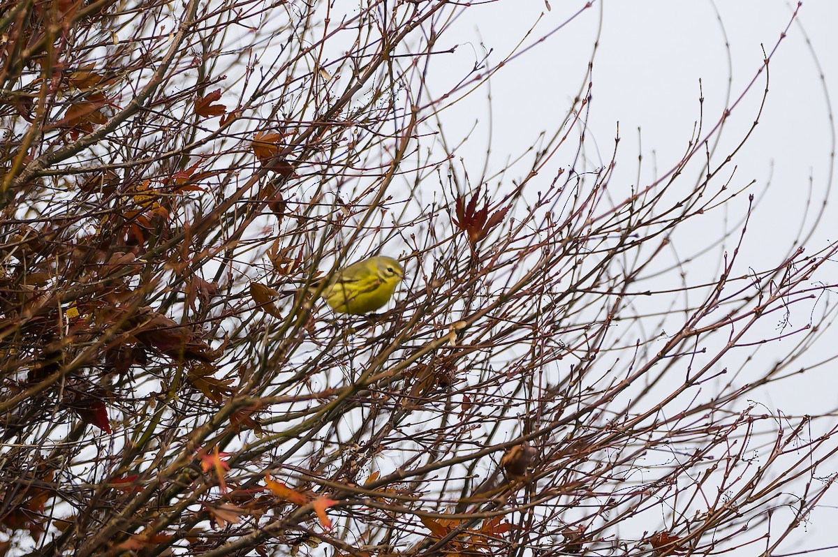 buskparula - ML646708747