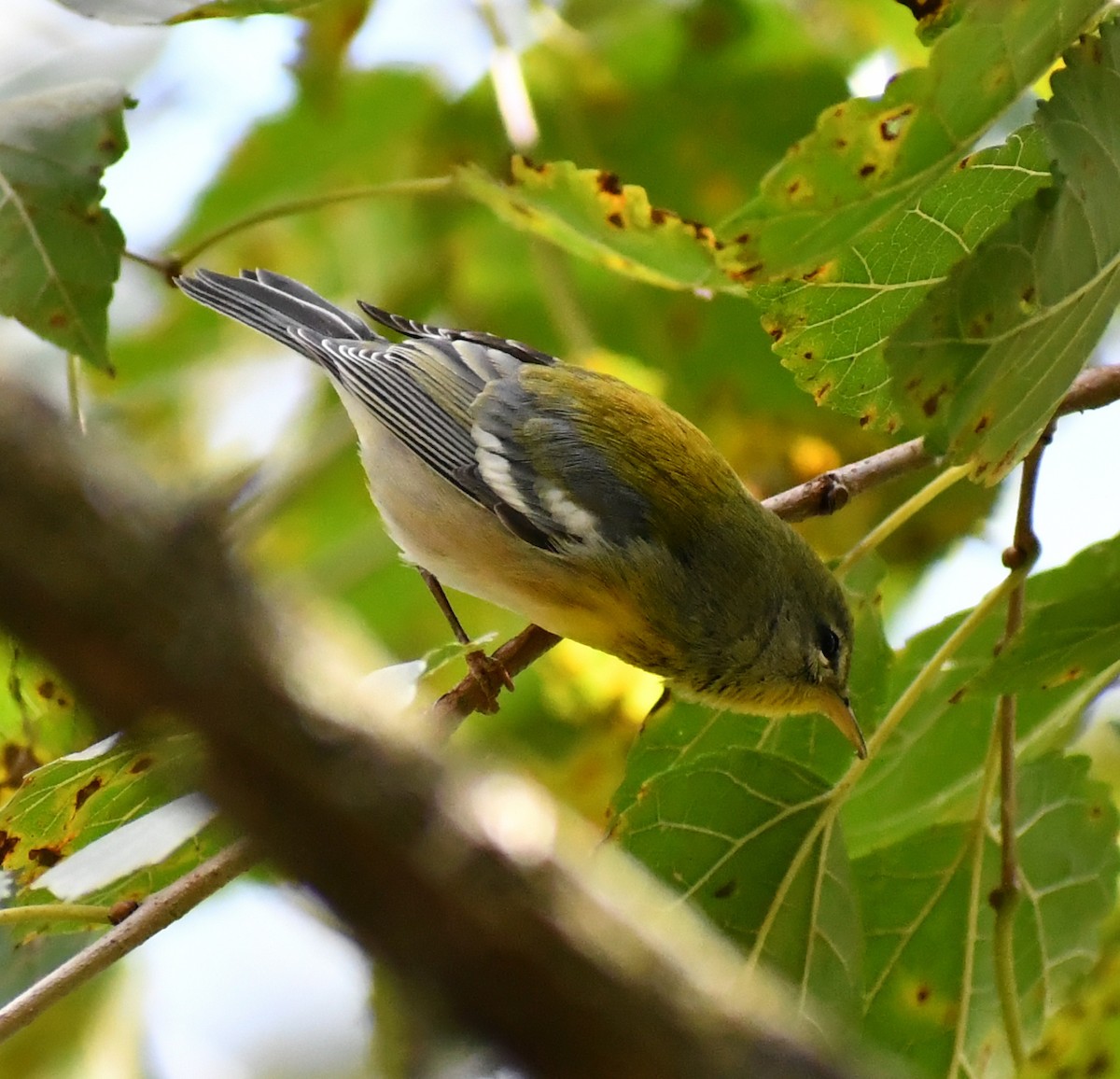 Northern Parula - ML646708749