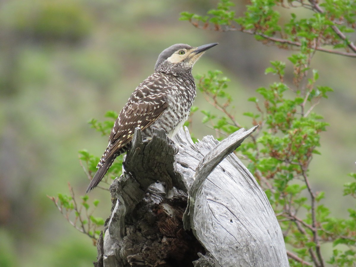 Pic du Chili - ML646708750