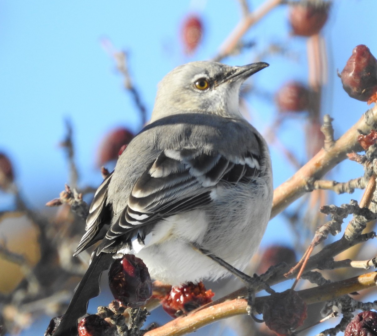 Northern Mockingbird - ML646708752