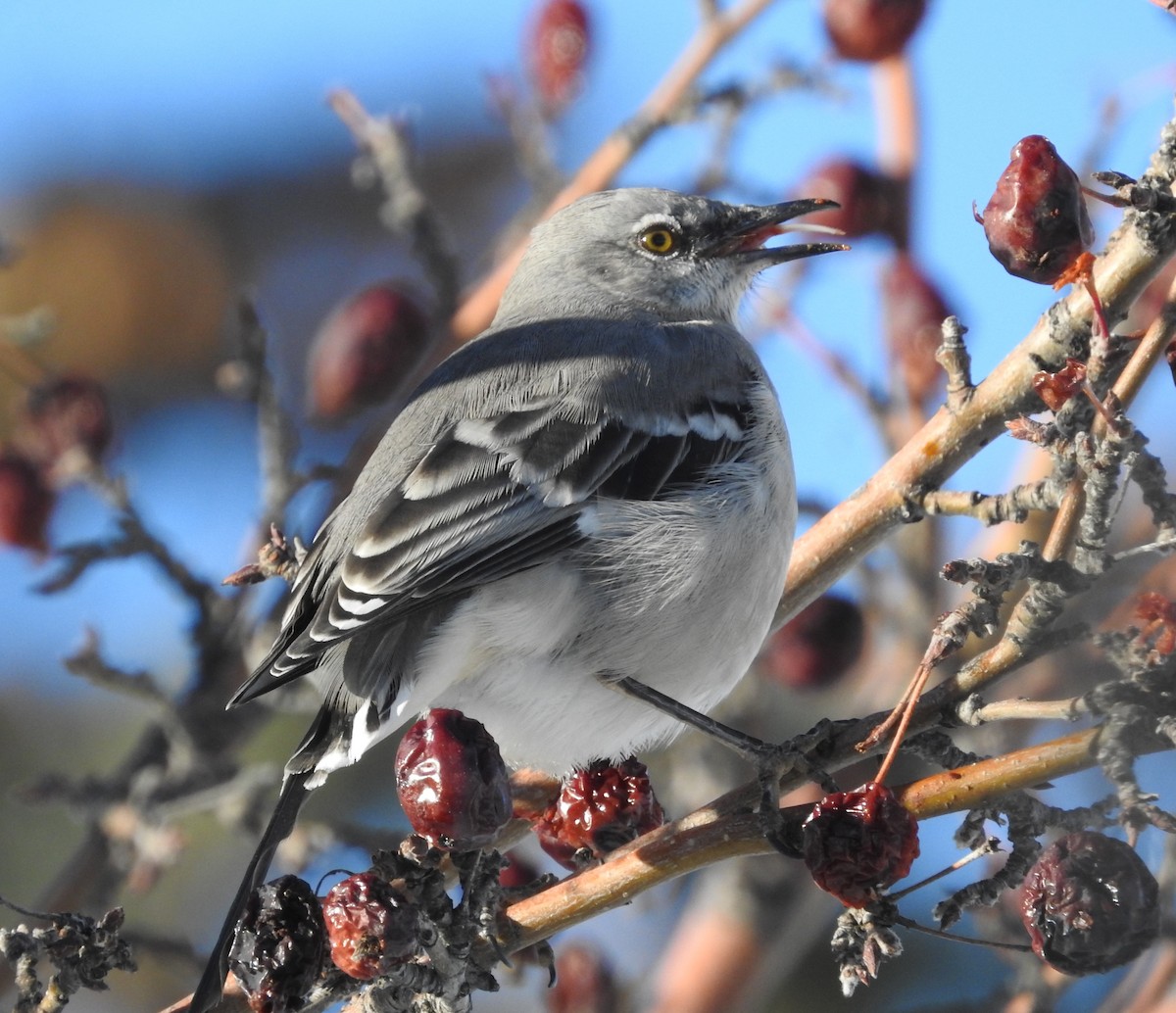 Northern Mockingbird - ML646708753