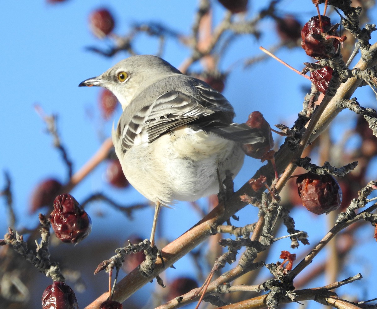 Northern Mockingbird - ML646708754