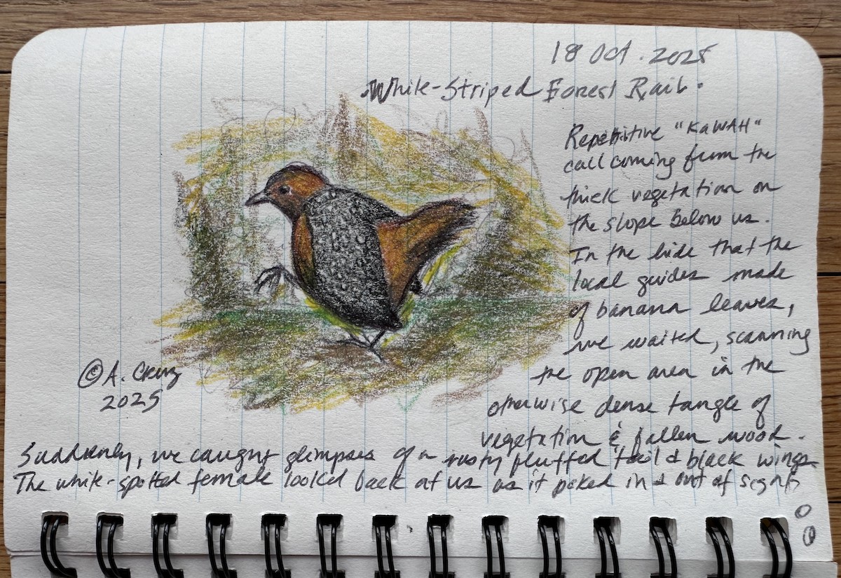 White-striped Forest Rail - ML646708755