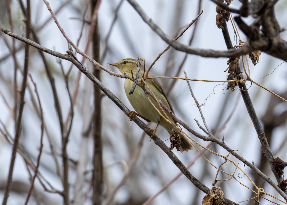Willow Warbler - ML646708756