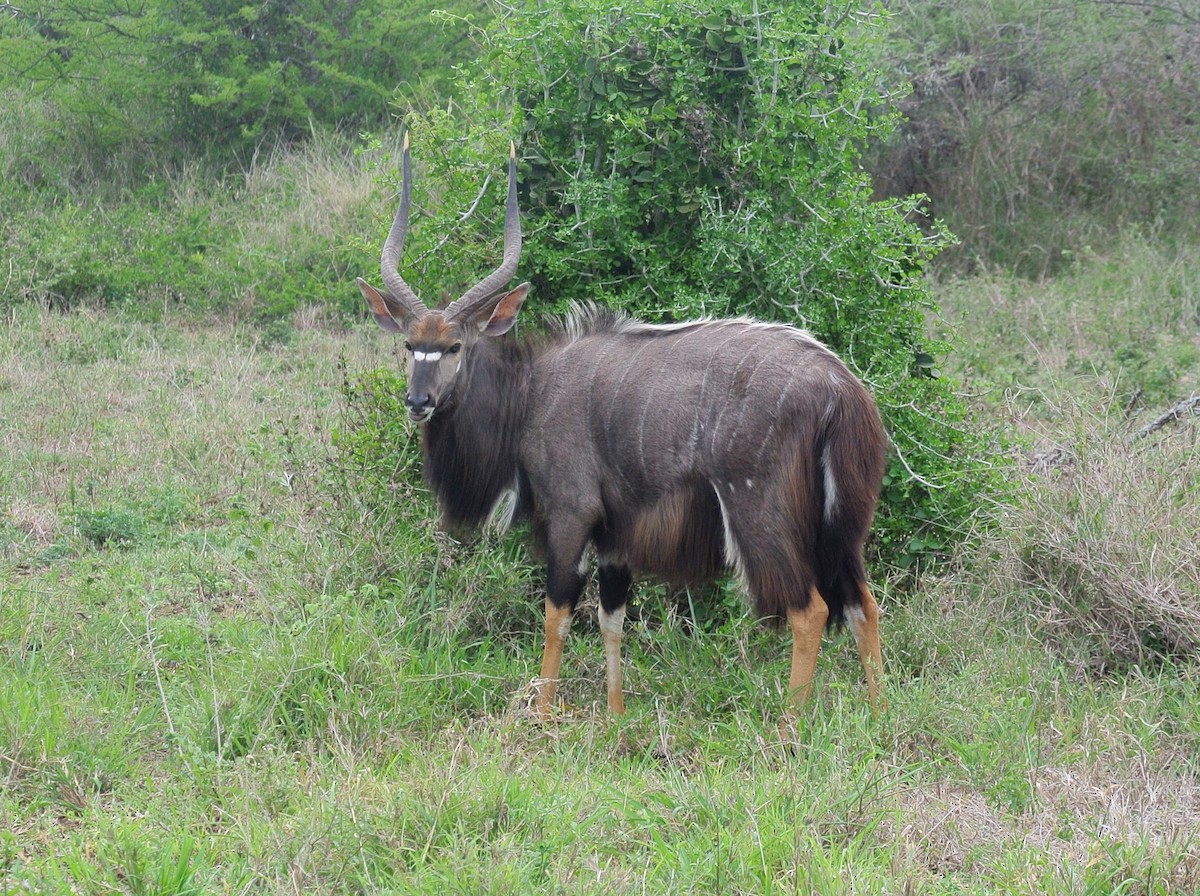 Nyala - ML646708757