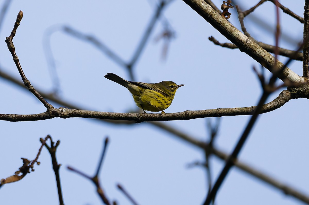 buskparula - ML646708758