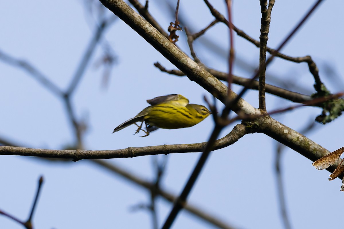 buskparula - ML646708764