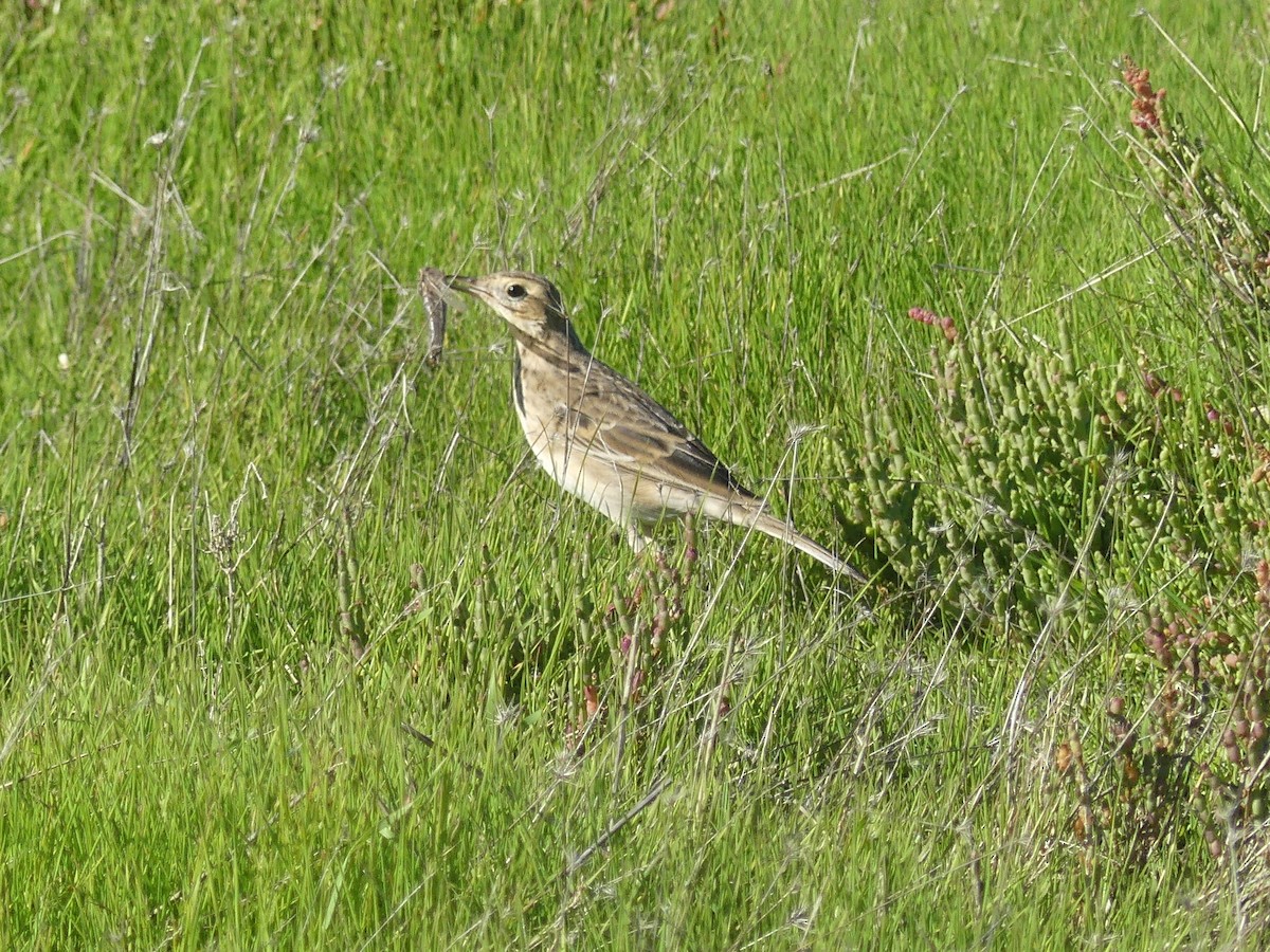 Richard's Pipit - ML646708765