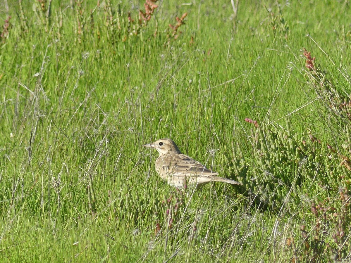 Richard's Pipit - ML646708766